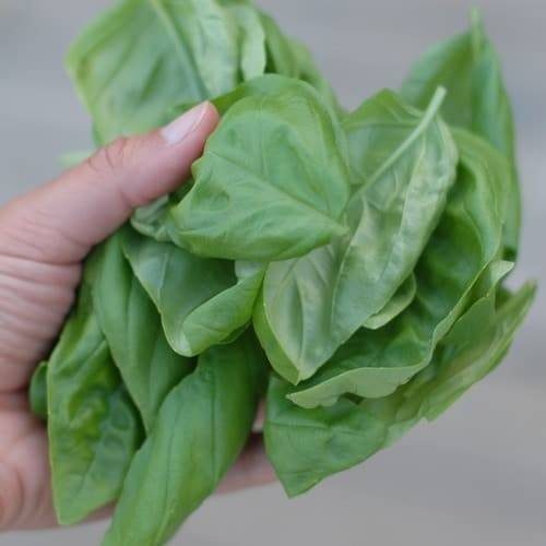 A picture of Creamy Basil Dip