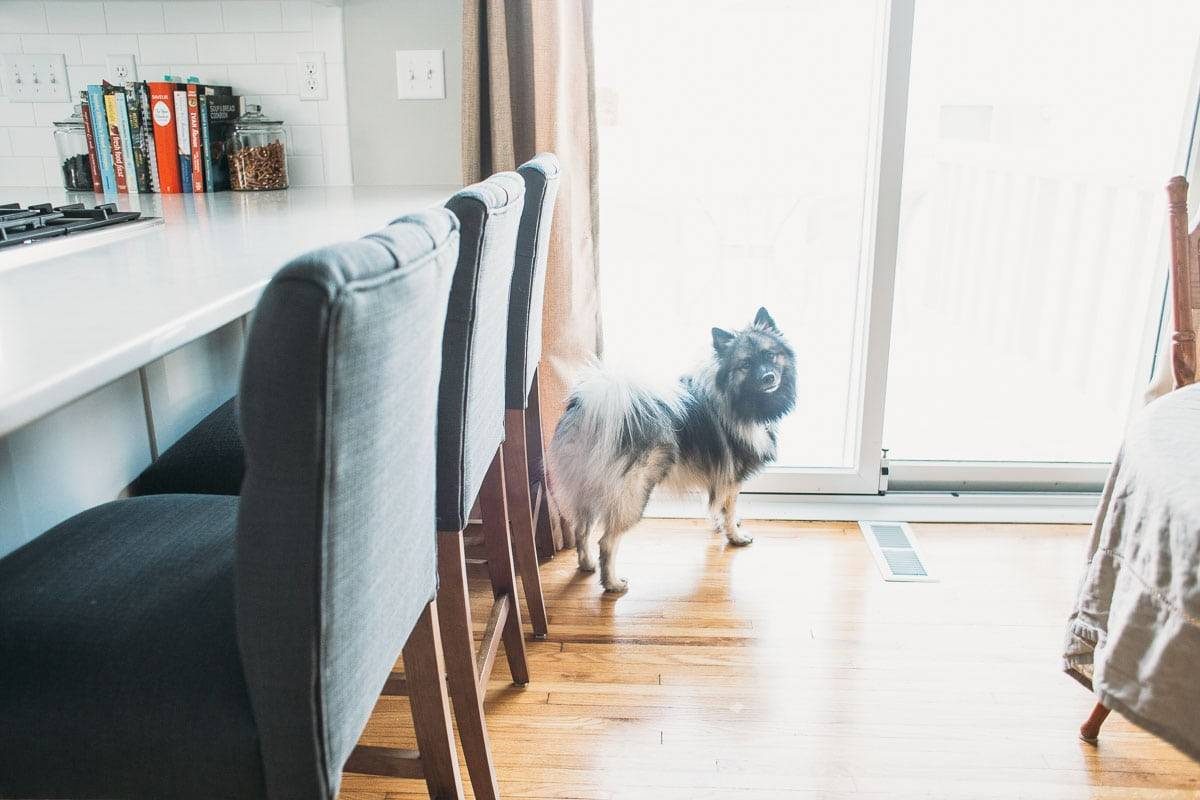 Dog in a kitchen.